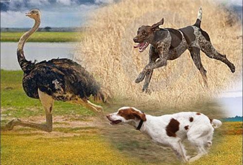 Đà điểu vận hết tốc lực trước bầy chó săn: Tốc độ nào sẽ chiến thắng cuối cùng?