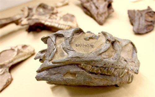 Phát hiện loài khủng long mới sau vài thập kỉ "nằm dài" trong bảo tàng