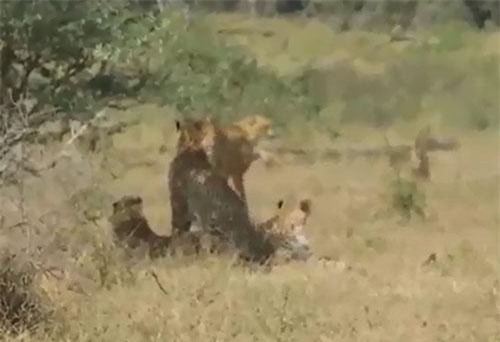 Lợn bướu liều mạng “thách thức” bầy báo săn