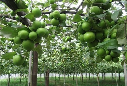 Vườn táo bao lưới chuẩn bị thu hoạch. Ảnh: Nguyễn Thành - TTXVN