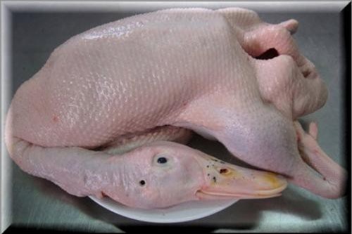 Bỏ thứ này vào nhổ lông vịt đảm bảo không còn cọng lông nào, món ăn hết mùi hôi, thơm ngon đậm vị