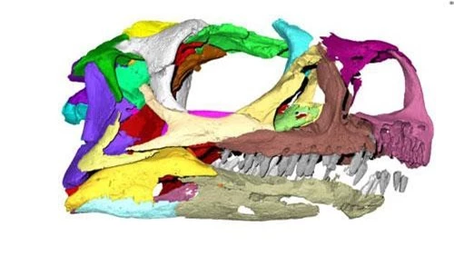 Ảnh Micro CT của loài khủng long Ngwevu intloko.