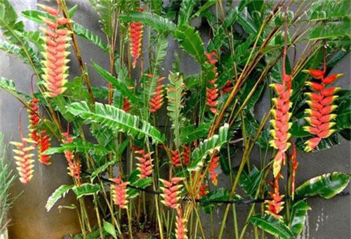 Lạ kỳ chuối tràng pháo đẹp rực rỡ, lôi cuốn người Việt Nam