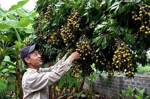 Sơn La: Xuất khẩu 30% sản lượng nhãn