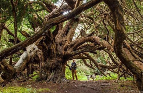 Cây cổ thụ lâu đời nhất châu Âu, cổ xưa hơn Đại kim tự tháp Giza