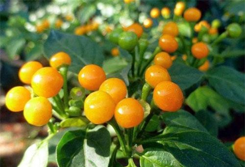 Tò mò loại ớt mọc hoang chỉ bé bằng hạt đậu nhưng lại có giá hơn nửa tỷ đồng/1kg