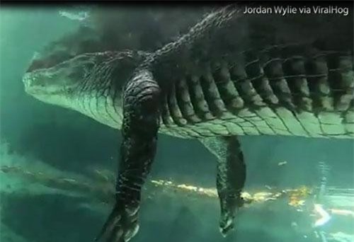 Thót tim xem người đàn ông bơi sát cá sấu khổng lồ