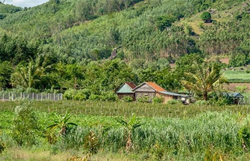 Trên ngọn núi cao trong chốn rừng xanh: Những câu chuyện hơn cả nỗi buồn