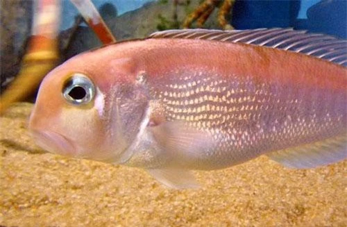 Cá nàng đào có tên khoa học là Branchiostegus japonicus. Loài cá này còn có tên gọi khác là cá đổng quéo hay cá đầu vuông Nhật Bản. Ảnh: wikimedia.