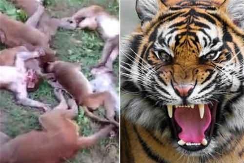 Khó tin: Cả bầy khỉ chết sạch vì nghe… tiếng hổ gầm