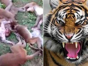 Khó tin: Cả bầy khỉ chết sạch vì nghe… tiếng hổ gầm
