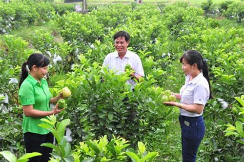 Cần Thơ: Trồng ổi cho trái ruột hồng, ít hạt, thơm ngọt, không lo đầu ra