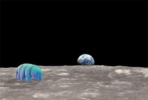 Hàng nghìn con gấu nước bị mắc kẹt trên Mặt Trăng sau sự cố tàu đổ bộ của Israel