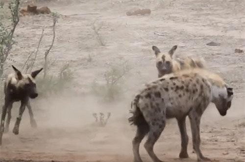 Linh cẩu lạc đàn bị chó hoang cắn xé tơi tả