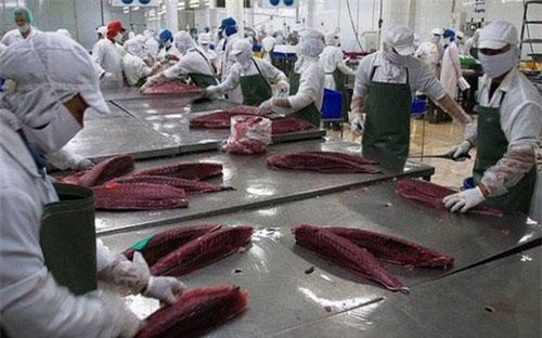 Xuất khẩu cá ngừ sang Italia tăng 60% trong nửa đầu năm 2019