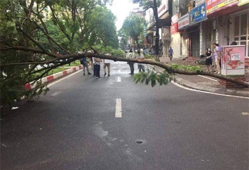 Hà Nội: Người đàn ông tử vong cạnh một cây xanh đổ chắn ngang đường