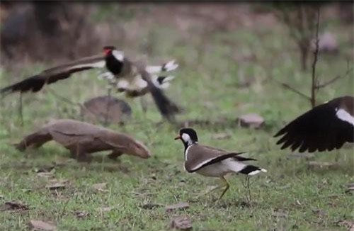 Vào tổ chim trộm trứng, kỳ đà ăn "no" đòn