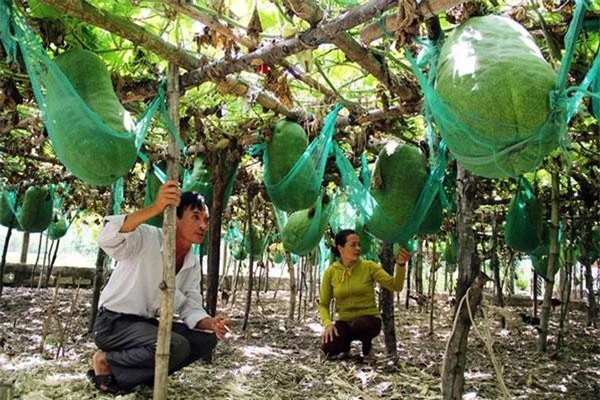 Những vị cao niên trong làng chia sẻ, nhiều người ở vùng khác tìm đến mua hạt về trồng nhưng khi cho quả, bí đao không to được như ở đây. Ảnh: Dân Việt