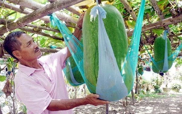 nguồn nước ngầm nơi này rất dồi dào, chỉ cần đào sâu xuống đất khoảng một mét là nước đã phun lên. Có lẽ nhờ đó mà bí đao hấp thụ được nhiều nước để phát triển, góp một phần tạo nhiều quả to. Ảnh: Thanh niên