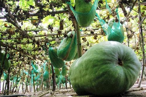 Khám phá ngôi làng trồng bí đao khổng lồ ở Bình Định