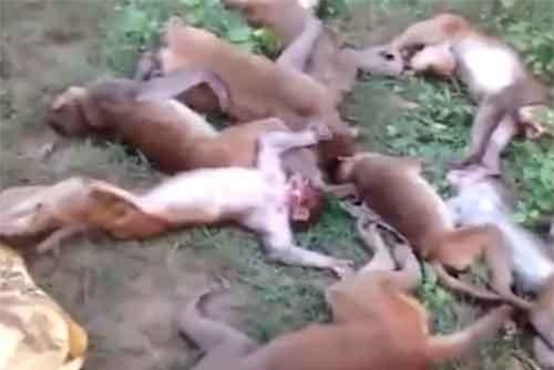 CLIP: Tiếng hổ gầm khiến cả bầy khỉ "vỡ tim" chết sạch?