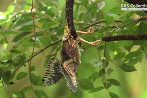 Chim ác là đại chiến với rắn độc để bảo vệ con