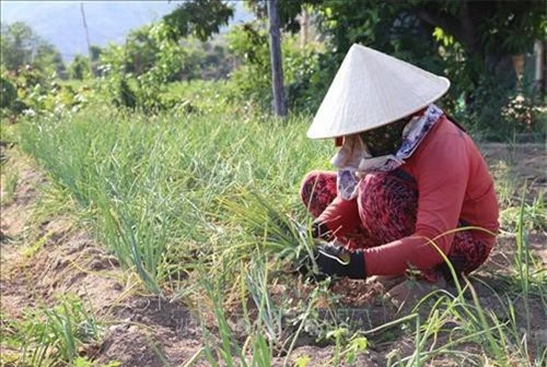 Nông dân huyện Ninh Hải, Ninh Thuận thu hoạch hành tím. Ảnh: Nguyễn Thành - TTXVN