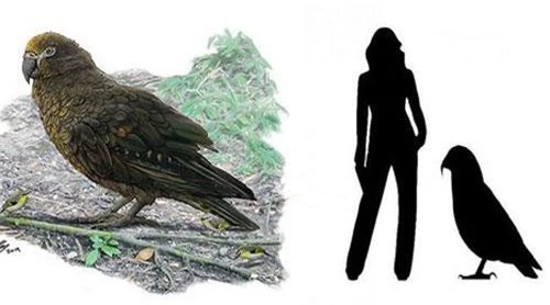 Hình ảnh mô tả loài vẹt lớn nhất thế giới mới được xác định.