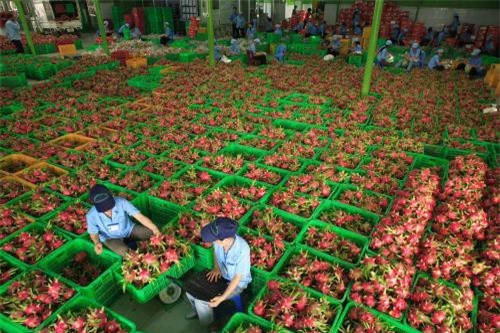 7 tháng, xuất khẩu rau quả giảm nhẹ