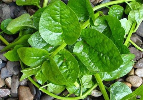 Rau mồng tơi chữa yếu sinh lý, đau xương khớp, tiểu đường