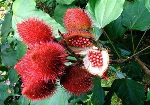 Giải mã cây quả giống chôm chôm nhưng không ăn được ở Việt Nam