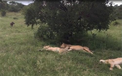 CLIP HOT (10/8): Hình ảnh hoang tàn về 'thị trấn ma', linh cẩu đối đầu đàn chó hoang