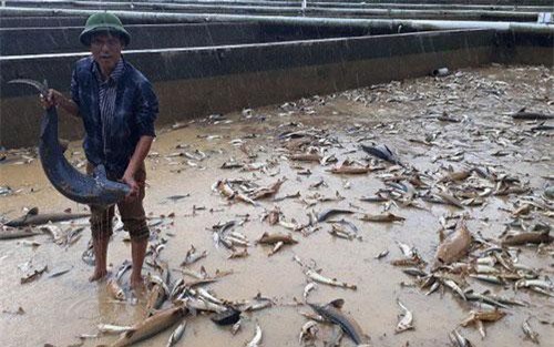  Lâm Đồng: Xót xa hàng trăm tấn cá tầm trôi theo dòng nước lũ