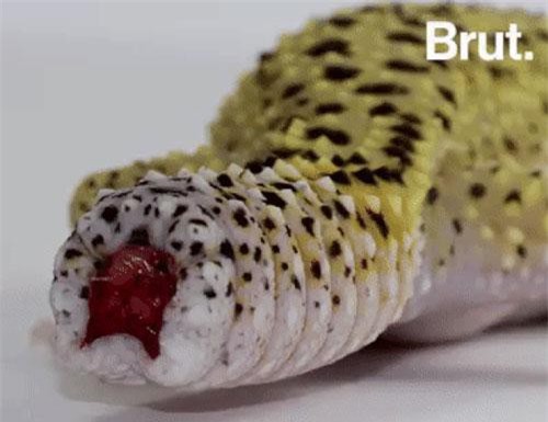 Thằn lằn mọc lại chiếc đuôi đã bị đứt như thế nào?