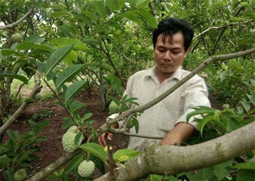 Gia Lai: Lão nông “thoát nghèo” thu lãi lớn từ cây na trên vùng sỏi đá