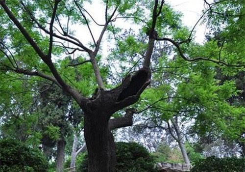 Hé lộ "sốc" về cây treo cổ, khiến hoàng đế tình nguyện chết