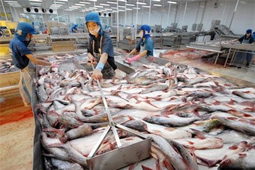 Tìm giải pháp tháo gỡ khó khăn cho ngành cá tra