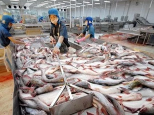 Tìm giải pháp tháo gỡ khó khăn cho ngành cá tra
