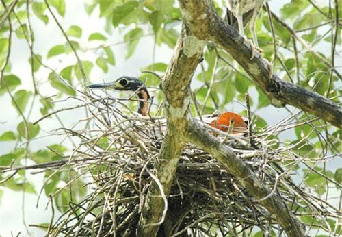 Khám phá bất ngờ chim vạc hoa rất hiếm ở Việt Nam