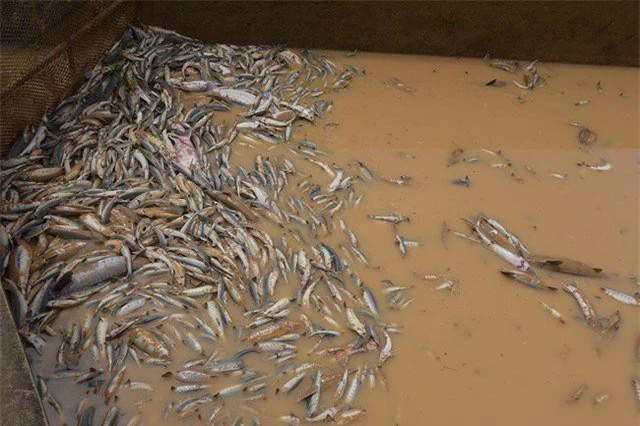 Hàng trăm tấn cá tầm của người dân chết trắng do dòng nước lũ