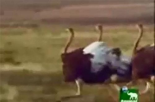 Đà điểu chết thảm khi đụng độ hai con hổ