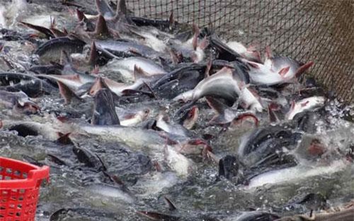 Xuất khẩu cá tra sang Trung Đông giảm mạnh