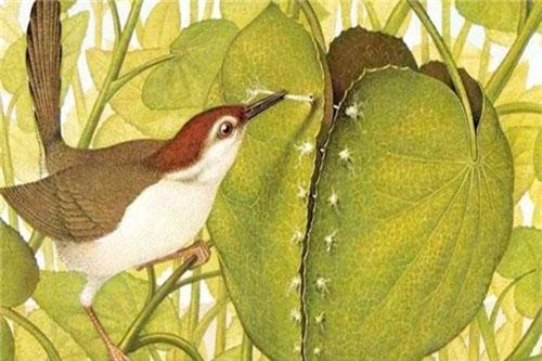 Bí mật chim thợ may, loài chim khéo léo may cả tổ mình