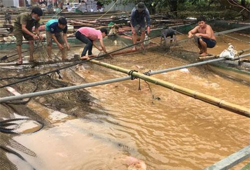 Đồng Nai: Hơn 4.000 tấn cá bè bị thiệt hại do mưa lũ