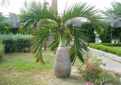 Độc đáo loài cau "dị biệt" dáng như chai rượu sâm banh