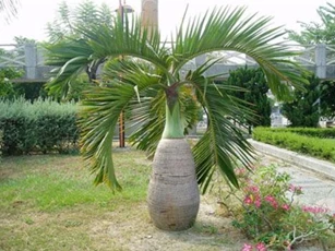 Độc đáo loài cau "dị biệt" dáng như chai rượu sâm banh