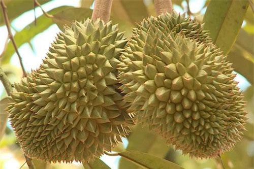 Sầu riêng Cai Lậy được cấp Giấy chứng nhận đăng ký nhãn hiệu tập thể