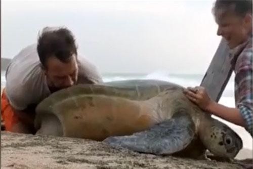 Ấm áp cảnh cặp đôi nỗ lực giải cứu rùa biển khổng lồ bị mắc kẹt giữa hai tảng đá