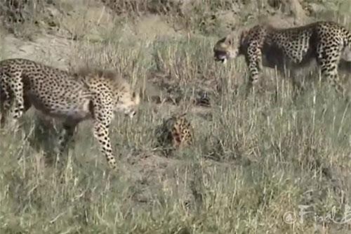 Linh miêu ác chiến giành sự sống trước 3 con báo