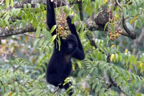 Kỳ thú vượn Cao Vít hiếm nhất thế giới có ở Việt Nam